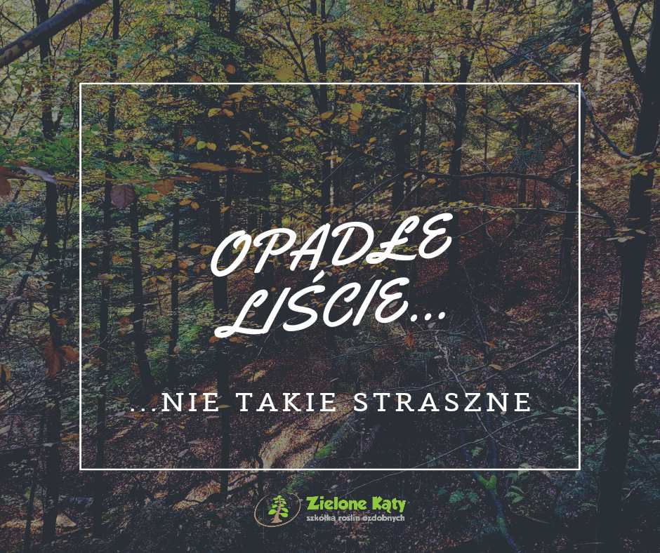 Read more about the article Opadłe liście – nie takie straszne