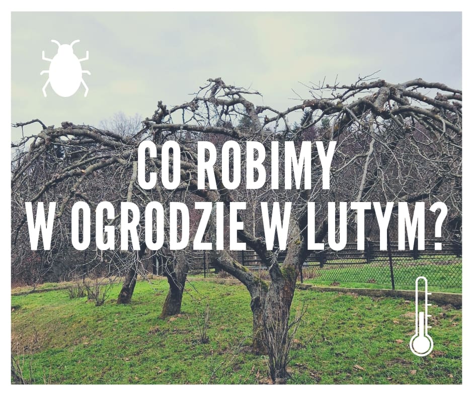 Read more about the article Co robić w ogrodzie w lutym?
