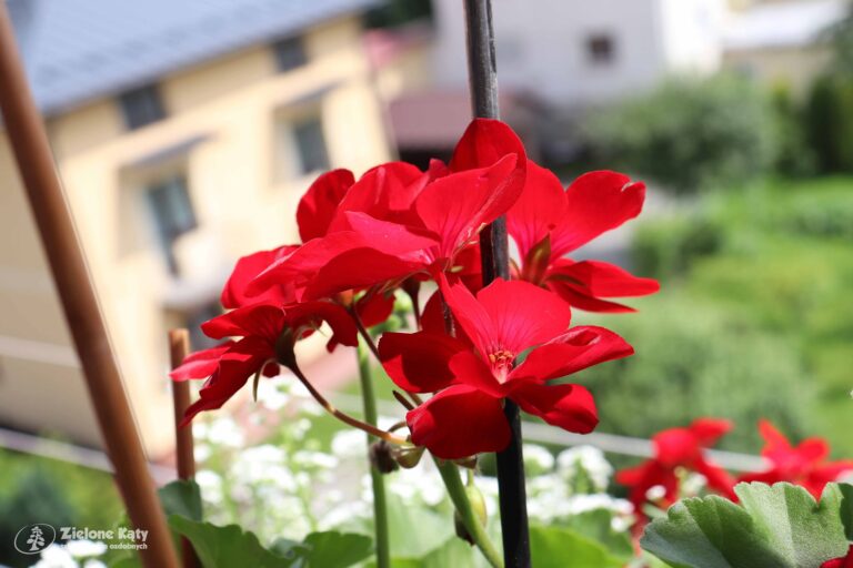 Read more about the article Pelargonia Calliope – efektowny, balkonowy pewniak