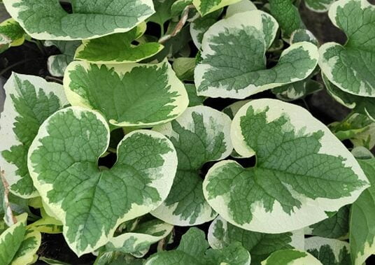 Read more about the article Brunnera wielkolistna 'Variegata’