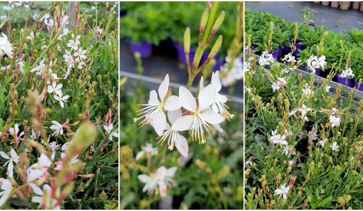 Subtelne kwiaty na rabacie