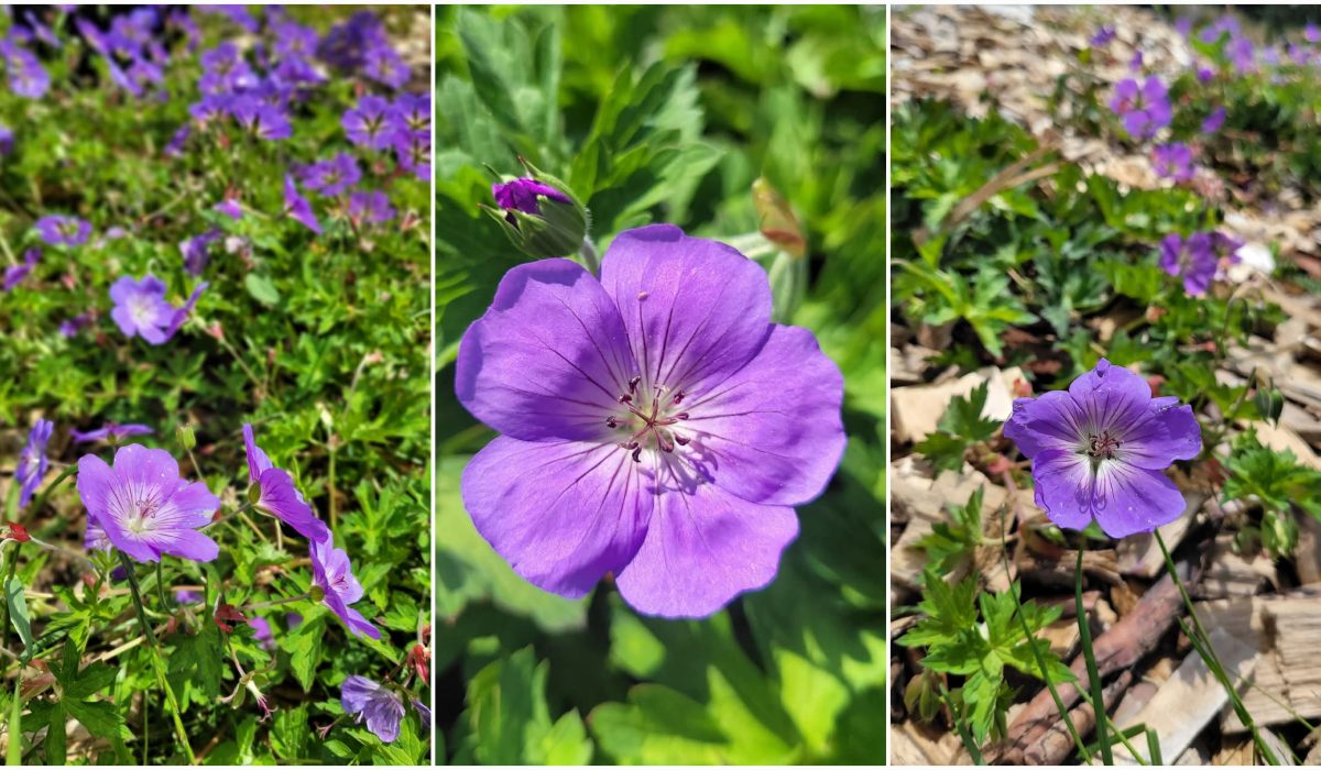 Bodziszek godny uwagi