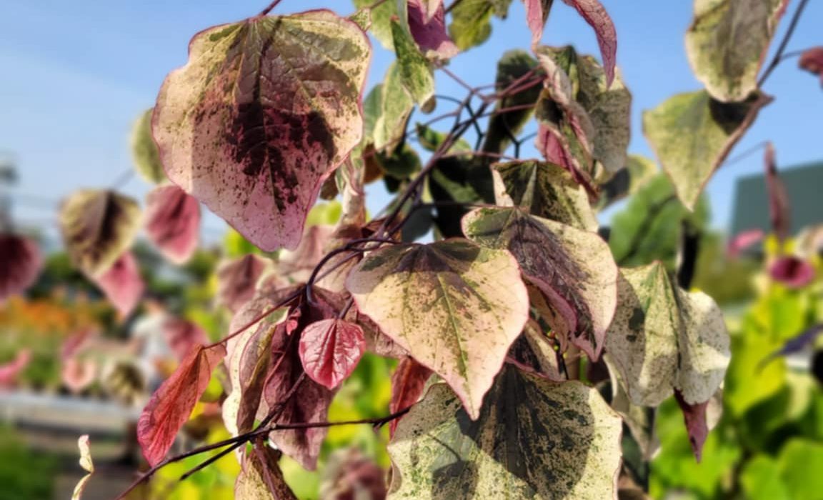 Roślina tygodnia – Judaszowiec kanadyjski 'CAROLINA SWEETHEART’ (Cercis canadensis)