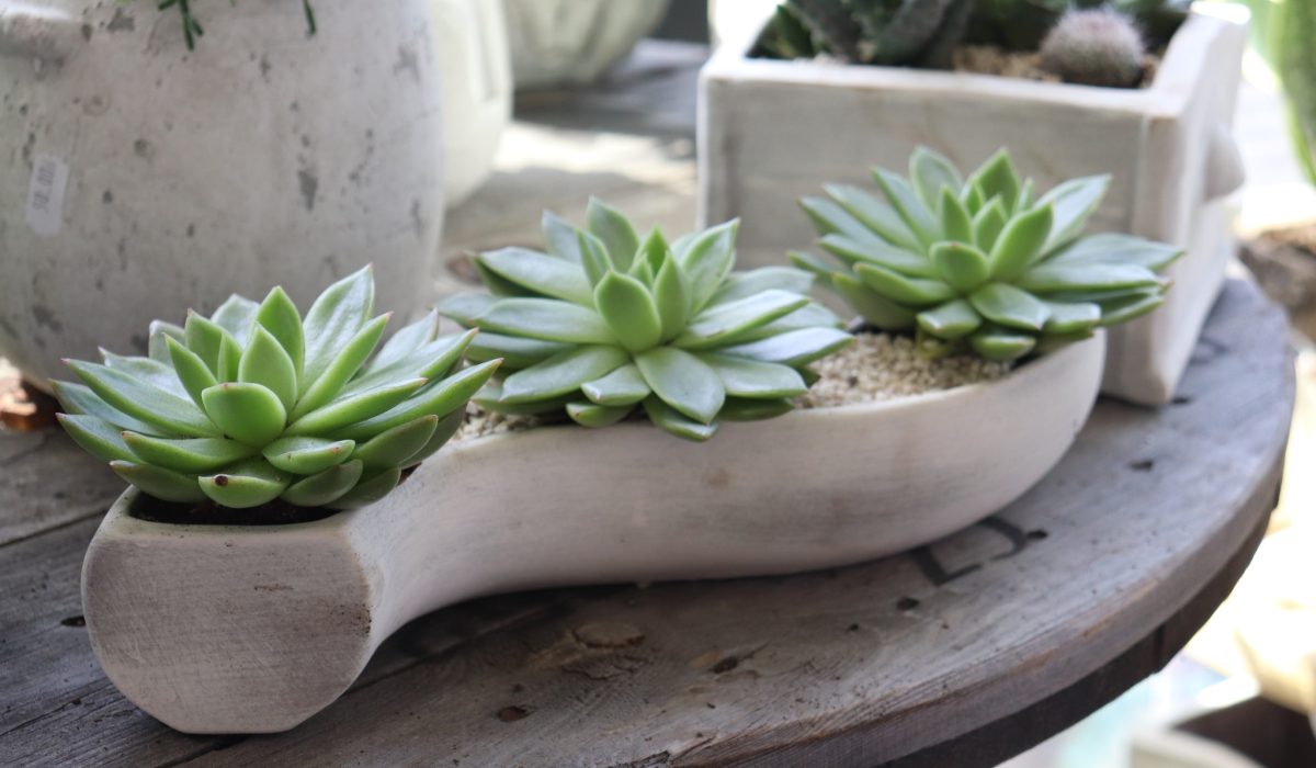 Idealne dla zapominalskich