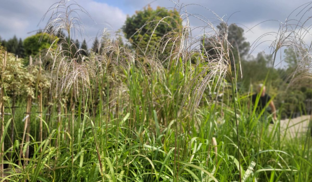 Roślina tygodnia – Miskant chiński 'Memory’ (Miscanthus sinensis)