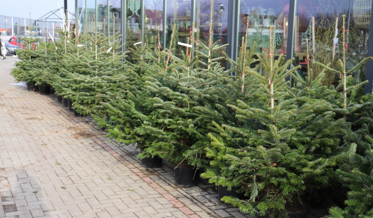 Wymarzone drzewka świąteczne w donicach