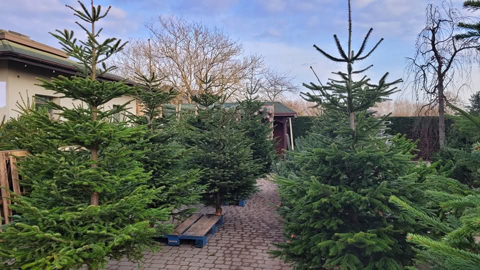 Cięta jodła kaukaska