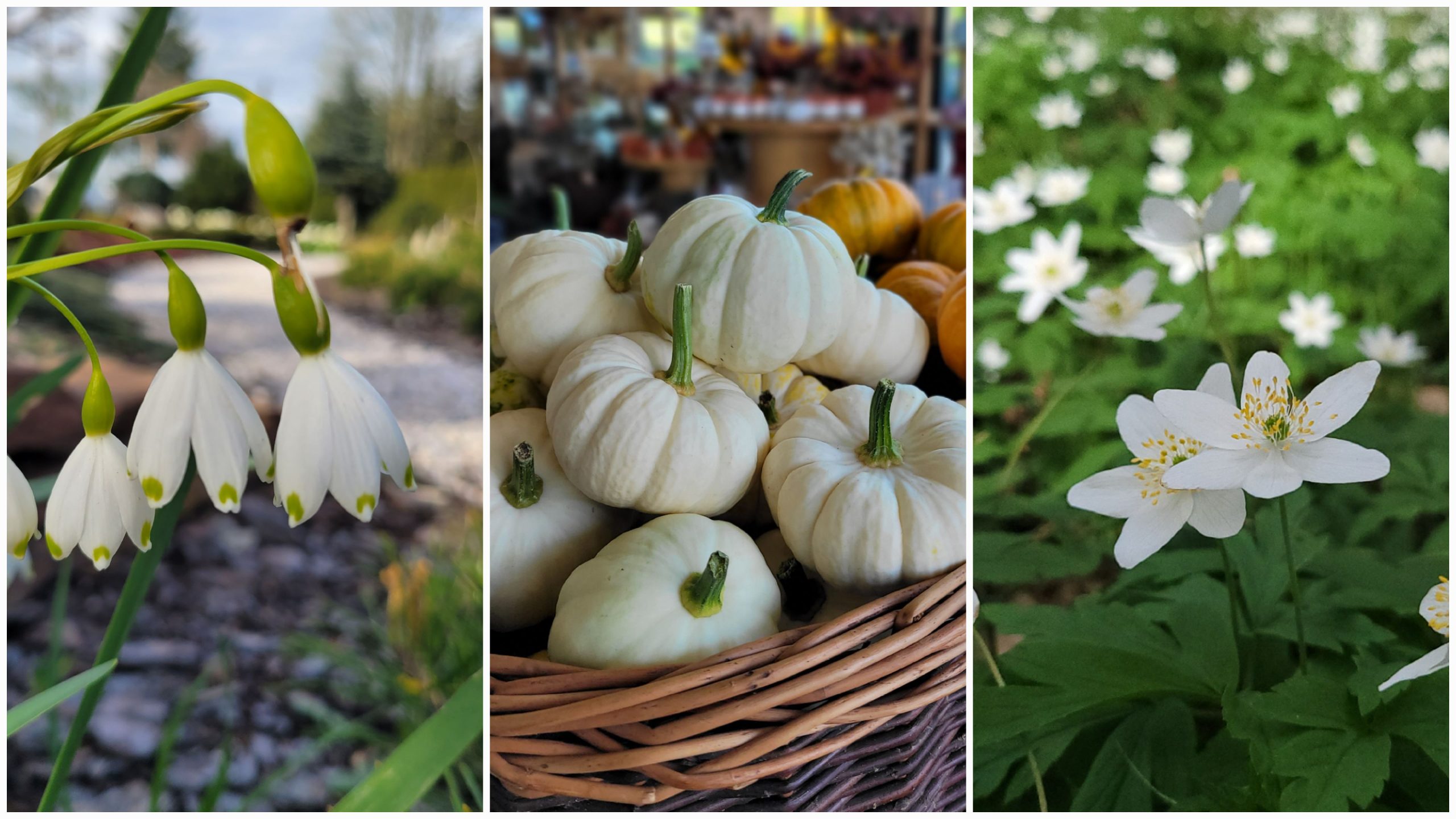 Read more about the article Kolor roku 2026